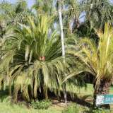 Dall�altro le curiosit� esotiche. Tra queste due rari esemplari gemelli australiani di Macrozamia, maschio e femmina...